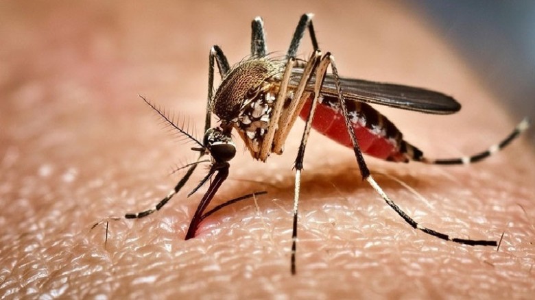 ডেঙ্গুতে একদিনেই হাসপাতালে ভর্তি ৪১৩, সতর্কতায় জোর