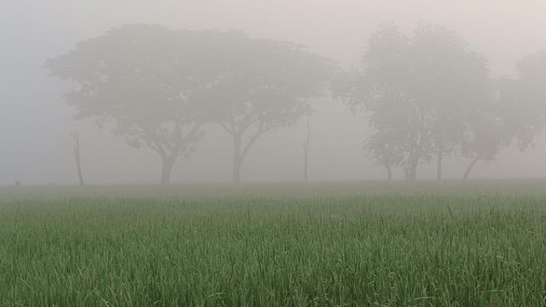 ঘন কুয়াশায় মুড়ানো দিনাজপুর, নেই সূর্যের দেখা