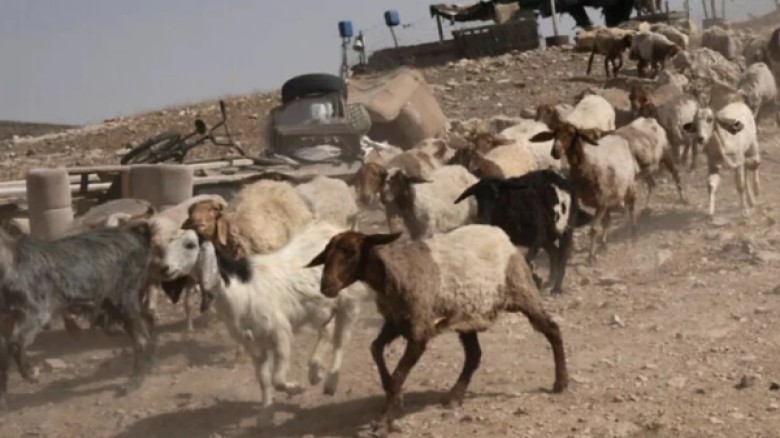 সিরিয়া থেকে ২৫০টি ছাগল চুরি করলো ইসরায়েলি সেনারা