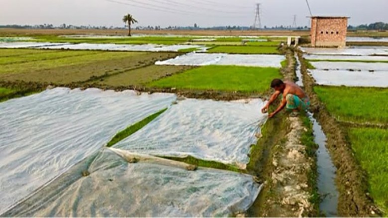 শার্শায় শৈত্যপ্রবাহ ও ঘন কুয়াশায় বোরো বীজতলার ব্যাপক ক্ষতি, দিশেহারা চাষিরা