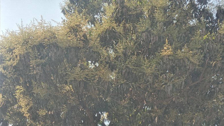 গাছে গাছে আমের মুকুলের সমারোহ, সপ্তাহখানেক বাদেই মিলবে গুটি