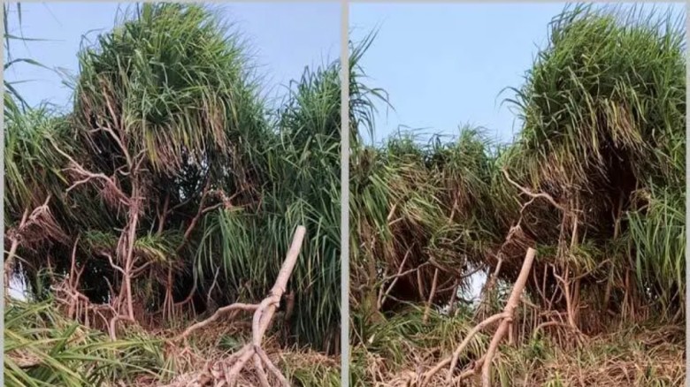 সেন্টমার্টিনে উজাড় হচ্ছে প্রাকৃতিক রক্ষাকবচ কেয়া বন