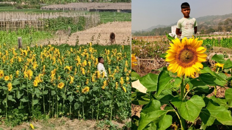 টেকনাফে সূর্যমুখী চাষে সাফল্য: মুখে হাসি ফুটেছে উপকূলীয় কৃষকদের
