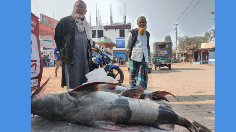 চিলমারীতে জেলের জালে ধরা পড়ল ২৭ কেজির বাঘাইড়