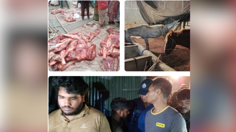 টাঙ্গাইলে ঘোড়া জবাই করে গরুর মাংস হিসেবে বিক্রির চেষ্টা: আটক ৪