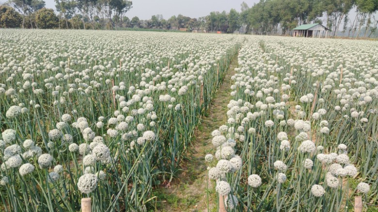 বিরলে পেঁয়াজ বীজ চাষে সফল মিলন: ৬ একর জমিতে সাদা ফুলের সমারোহ
