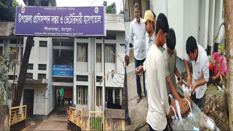 পীরগাছা প্রাণিসম্পদ দপ্তরে অনিয়মের পাহাড়: সেবার নামে টাকা আদায়ের অভিযোগ