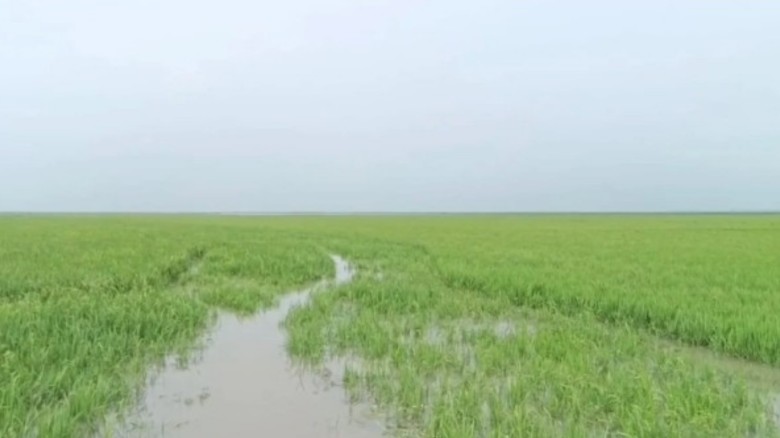 সুনামগঞ্জে বৃষ্টিতে তলিয়ে গেছে বোরো ধান, কৃষক দিশেহারা