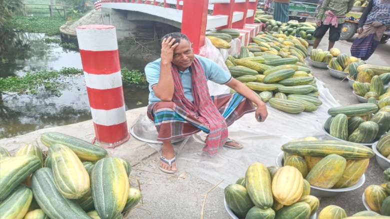 কোটালীপাড়ায় বাঙ্গির দাম নিম্নমুখী, লোকসানের মুখে চাষিরা