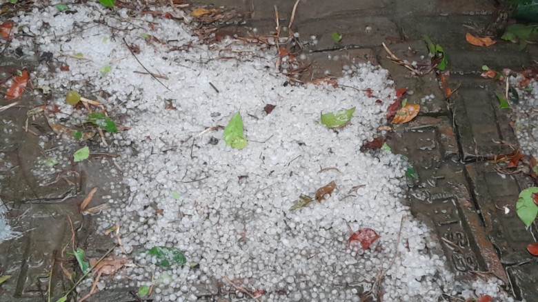 নাটোরে শিলাবৃষ্টি: ধান ও সবজি নিয়ে দুশ্চিন্তায় কৃষকরা