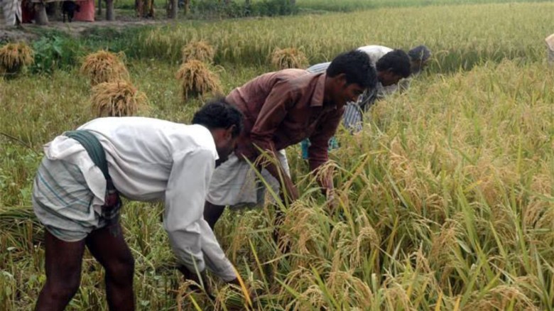 তেলের দামে দিশেহারা কৃষক: বিঘ্নিত হচ্ছে বোরো চাষের সেচ