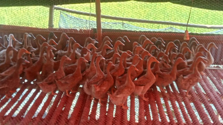 নাগরপুরে হাঁস পালনে ফজলুর বাজিমাত