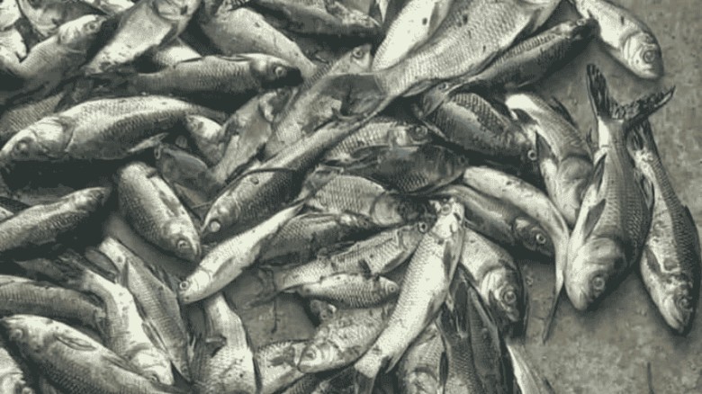 বিষে শেষ ছাত্রদল নেতার মৎস্য খামার