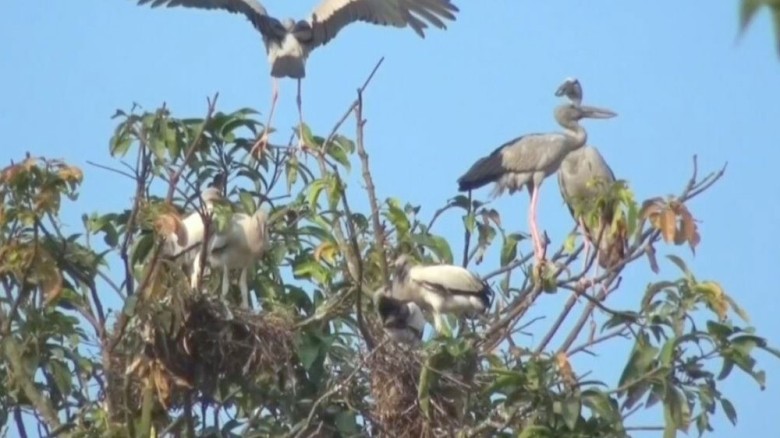 তিরাইল এখন পাখির স্থায়ী আবাস: কিচিরমিচিরে মুখর গ্রাম