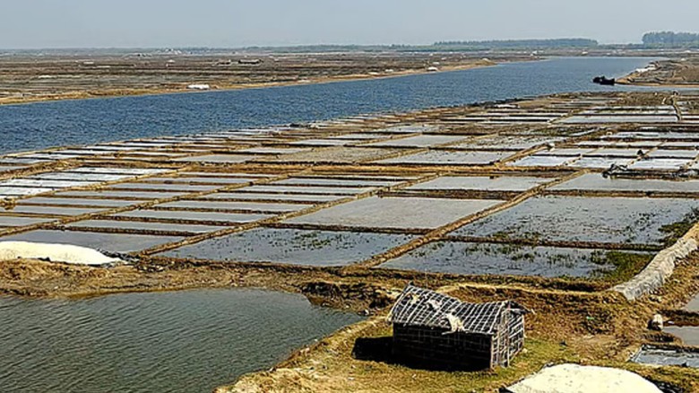 দাম কম, বৃষ্টির ধাক্কা: বিপাকে কক্সবাজারের ৪২ হাজার লবণচাষি