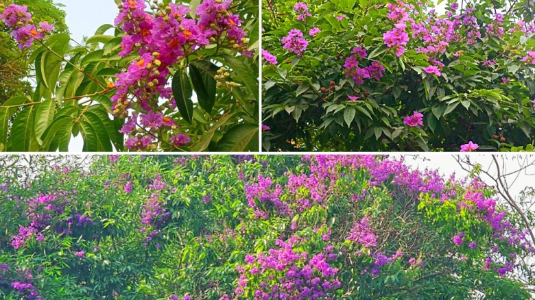 নজর কাড়ছে ‘বাংলার চেরি’ জারুল