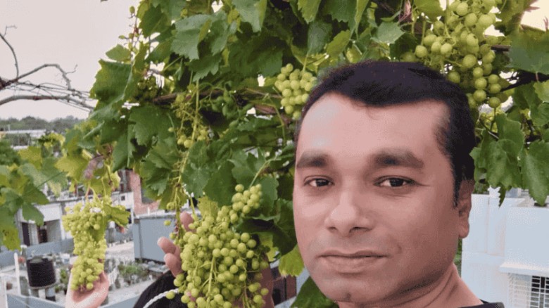 নোমানের ছাদ বাগানে বদলাচ্ছে পরিবেশচিত্র