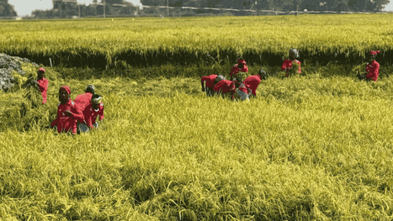 মৌলভীবাজারে জ্বালানি সংকটে বিপাকে কৃষক