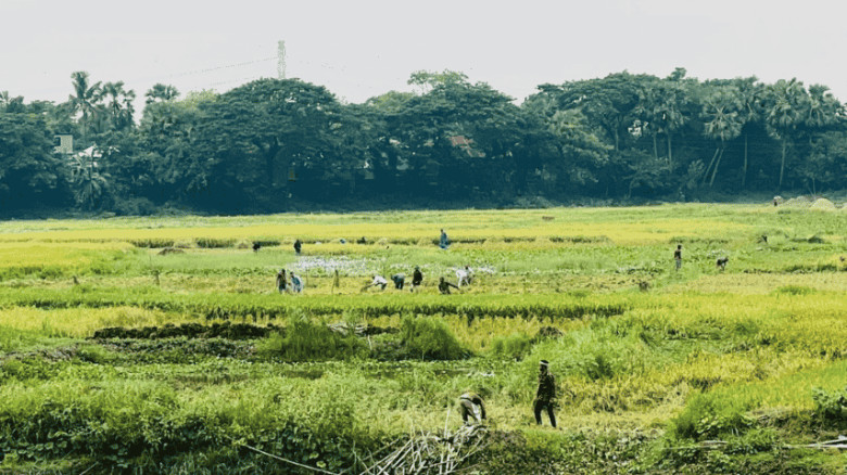 কালীগঞ্জে শ্রমিক সংকটে লোকসানের শঙ্কায় কৃষকরা