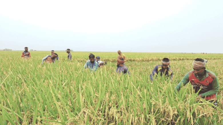 হাওর অঞ্চলের বোরো ধান উৎপাদন ও ঝুঁকি ব্যবস্থাপনা: একটি সমন্বিত বিশ্লেষণ