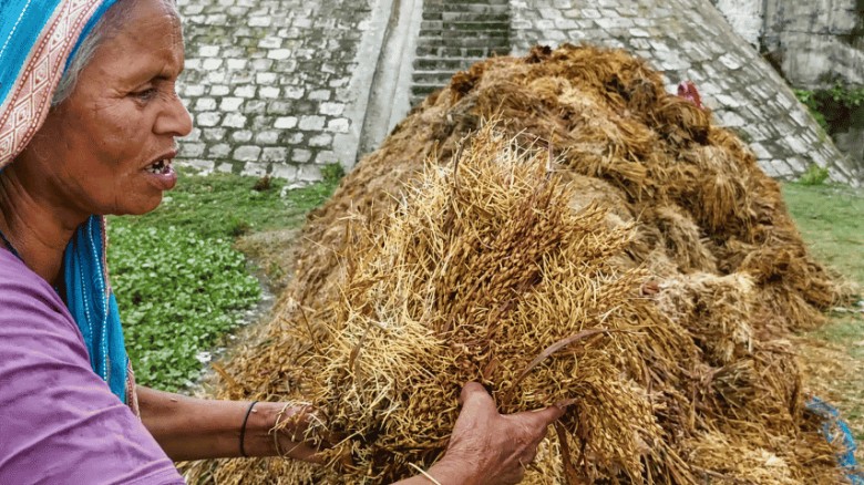 মদনে ৩৩ কোটির ধান পানির নিচে