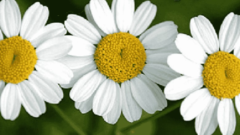 ঈমান ও ভালোবাসা
