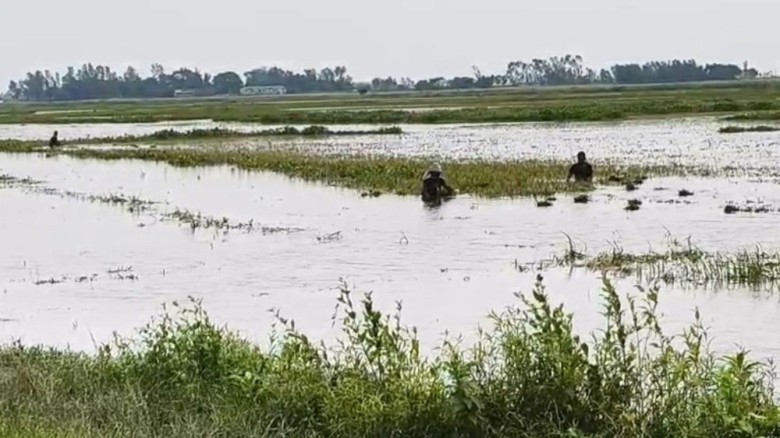 ২২ হাজার হেক্টর জমির ধান পানির নিচে