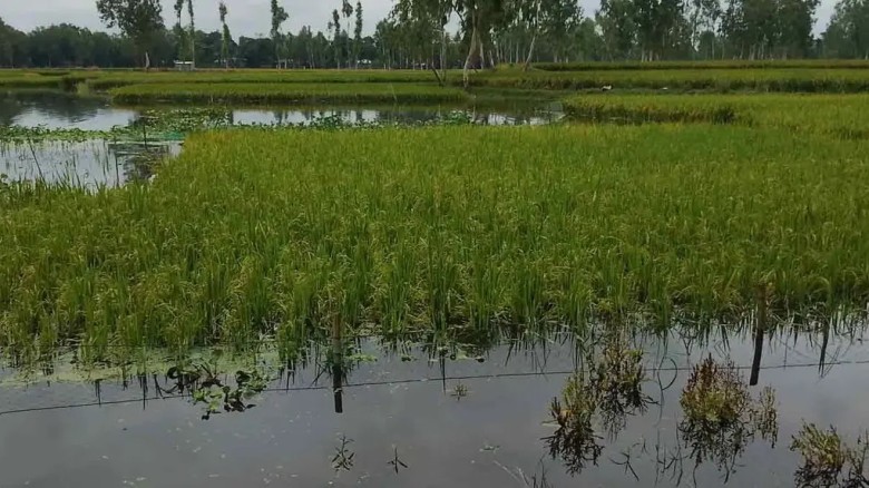 হাওরে ক্ষতিগ্রস্ত কৃষকদের ৩ মাস সহায়তা দেবে সরকার: কৃষিমন্ত্রী