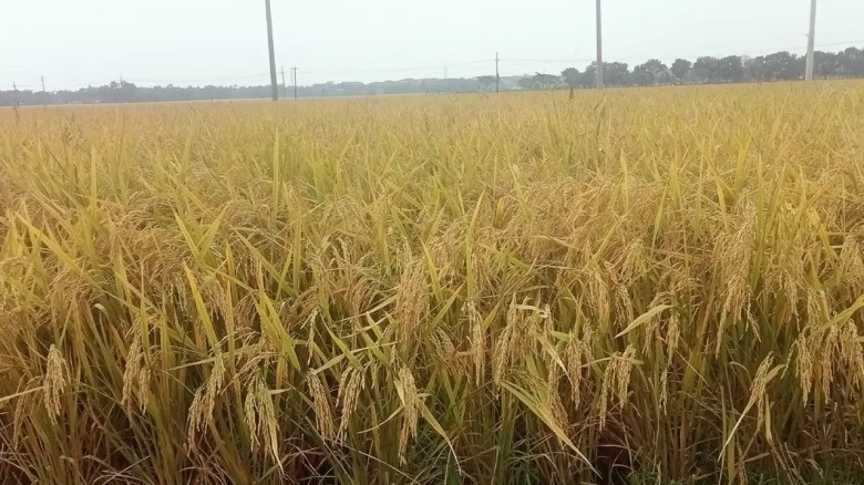 বৃষ্টির শঙ্কায় যশোরের পাকা ধান: দিশেহারা কৃষক