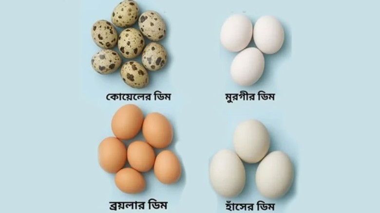 পুষ্টিগুণে সেরা কোনটি, মুরগি-হাঁস নাকি কোয়েলের ডিম