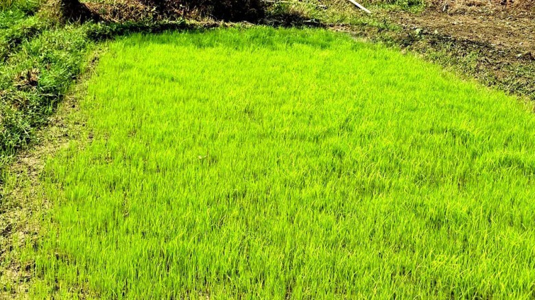 বৃষ্টির পর কৃষকের নতুন স্বপ্ন বীজতলায়