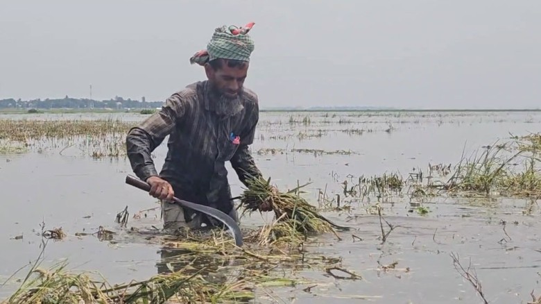পানির নিচে ১০ হাজার হেক্টর জমির ধান, ৩৪ হাজার কৃষক ক্ষতিগ্রস্ত