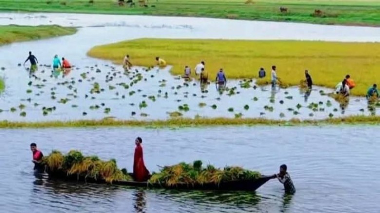 হাকালুকি হাওরে অকাল বন্যা: কৃষকের হাহাকার