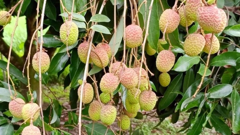 আগামী সপ্তাহে বাজারে আসছে দিনাজপুরের লিচু