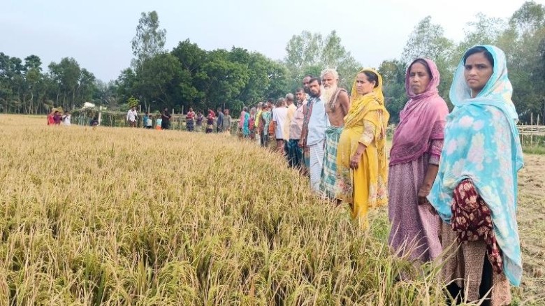সরিষাবাড়ীতে ইটভাটার তাপে ফসল নষ্ট, ক্ষতিপূরণ দাবি