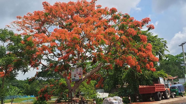 কৃষ্ণচূড়ায় আগুনরঙা হাসি