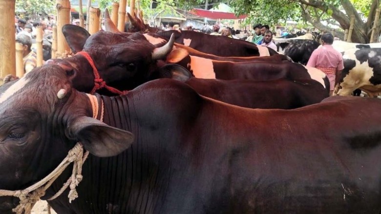 পশু পরিবহনে নিরাপত্তা চেয়ে আবেদন