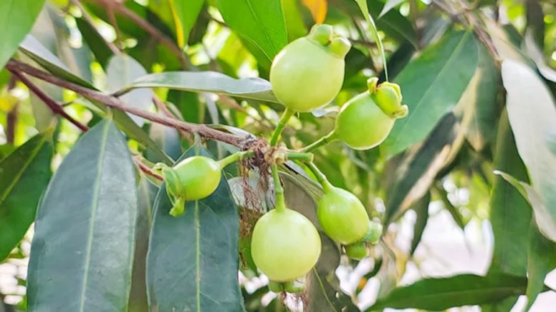 আবার থোকায় থোকায় ঝুলুক গোলাপ জাম