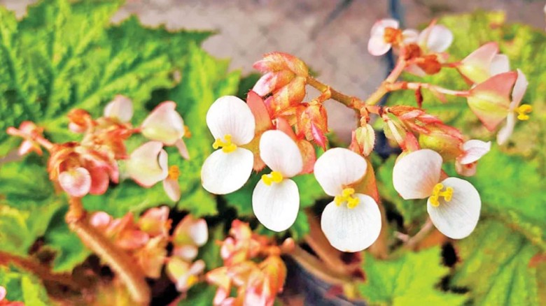 সৌন্দর্যে অনন্য স্টার বেগোনিয়া