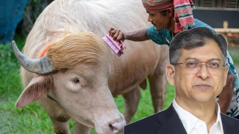 স্বরাষ্ট্রমন্ত্রীর হস্তক্ষেপে কোরবানি হচ্ছে না ভাইরাল মহিষ ‘ডোনাল্ড ট্রাম্প’