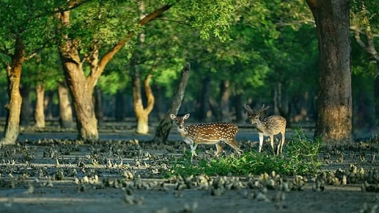 আজ থেকে সুন্দরবনে সব ধরনের প্রবেশে নিষেধাজ্ঞা