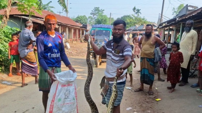 দুর্গাপুরে বিশাল অজগর উদ্ধার, বনে অবমুক্ত