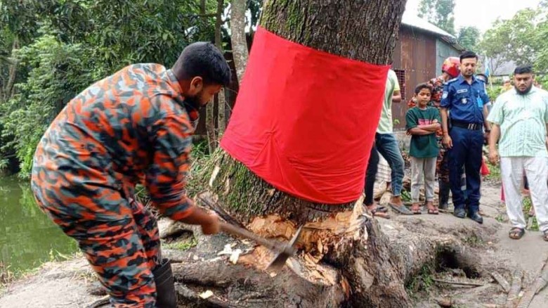 ‘অলৌকিক’ দাবি করা সেই গাছ কেটে ফেলল প্রশাসন