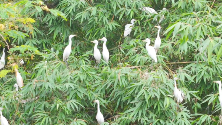 পাখির ডাকে ঘুমায়, পাখির ডাকে জাগে