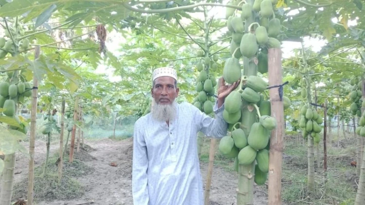ভাঙ্গায় পেঁপে চাষে স্বাবলম্বী কৃষক নিজাম উদ্দিন