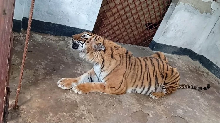 ৬ মাস পর সুন্দরবনে ফিরল আহত বাঘিনী
