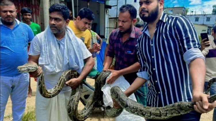 শ্রীমঙ্গলে ১৮ ফুটের বিশালাকৃতির অজগর উদ্ধার