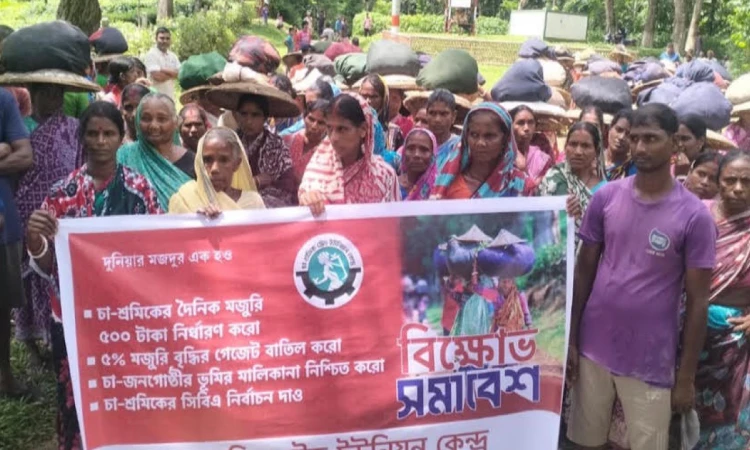 মজুরি বৃদ্ধির দাবিতে কুলাউড়ায় চা-শ্রমিকদের কর্মবিরতি