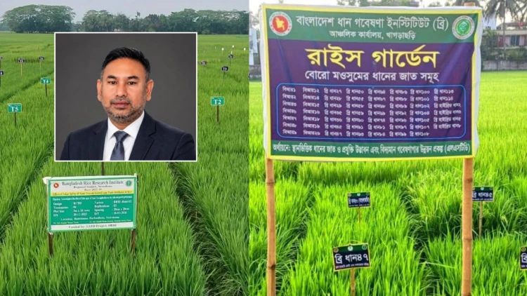 খাদ্যনিরাপত্তা অর্জনে স্মার্ট কৃষি: স্থানভিত্তিক ধানের জাত ও প্রযুক্তিতে ব্রির নতুন দিগন্ত