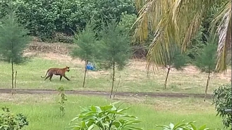 সুন্দরবনের আন্ধারমানিক বন অফিসের সামনে বাঘিনী